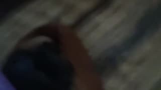 Teaching Bella to roll over