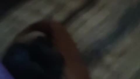 Teaching Bella to roll over