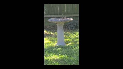 003 Party in the Bird Bath October 10th, 2025 2K