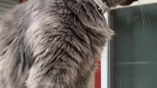 My Beautiful Cat Nibbles