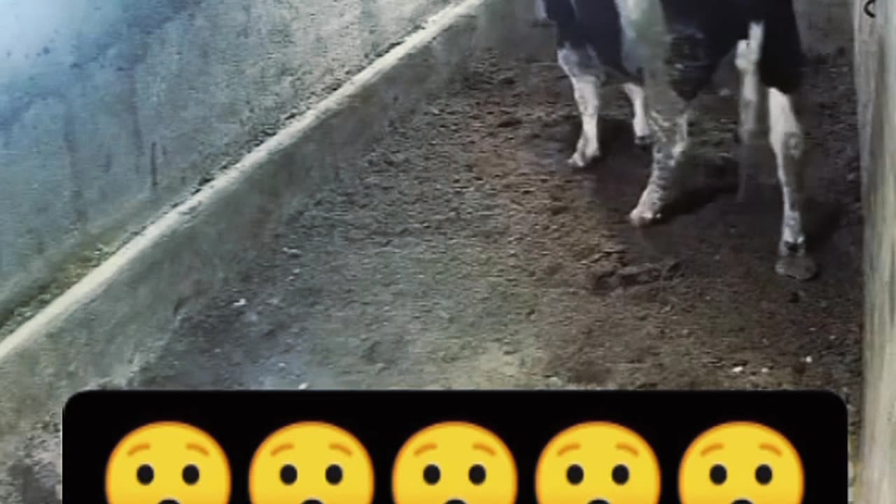 COW ATTACKS A MAN IN A FEROCIOUS WAY 😱😱😱😱