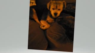 Roscoe, content after a wonderful reading by @Sophie Maison Jupiter