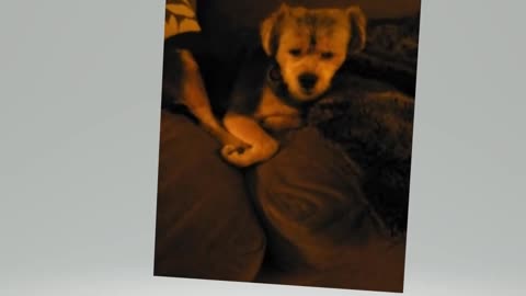 Roscoe, content after a wonderful reading by @Sophie Maison Jupiter