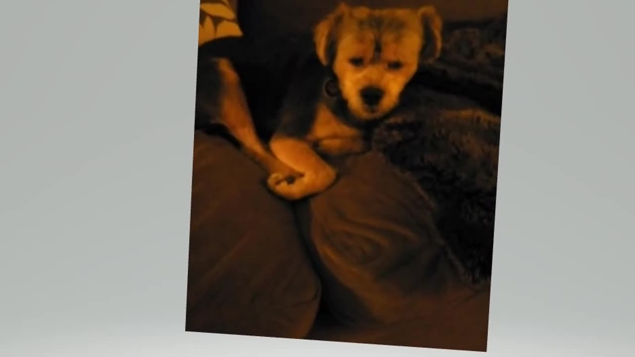 Roscoe, content after a wonderful reading by @Sophie Maison Jupiter