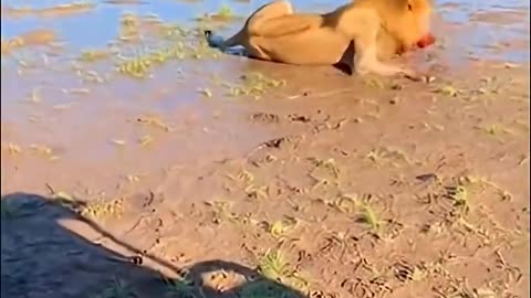 Animal Defense Attack