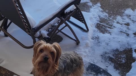 Arctic Yorkies spotted! #funnydogs #yorkshireterrier