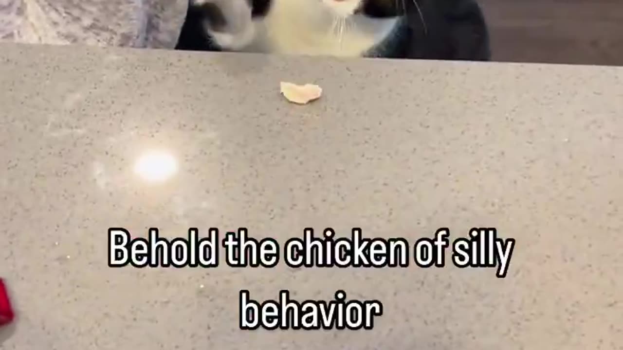 Chicken Of Silly Behavior