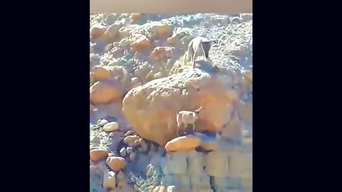 A wild ram miraculously escaped from a wolf