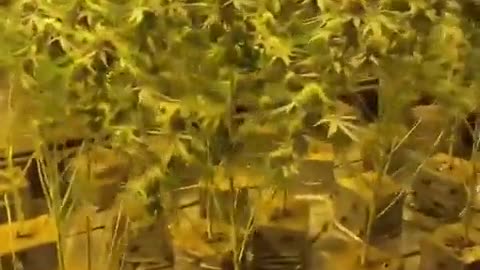 Buy 99.9% GBL Gamma-Butyrolactone GBL,GHB,BDO Alloy wheel cleaner Suppliers