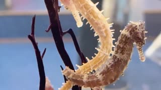 🐠 The Seahorse's Hilarious Love Story! | FunFM