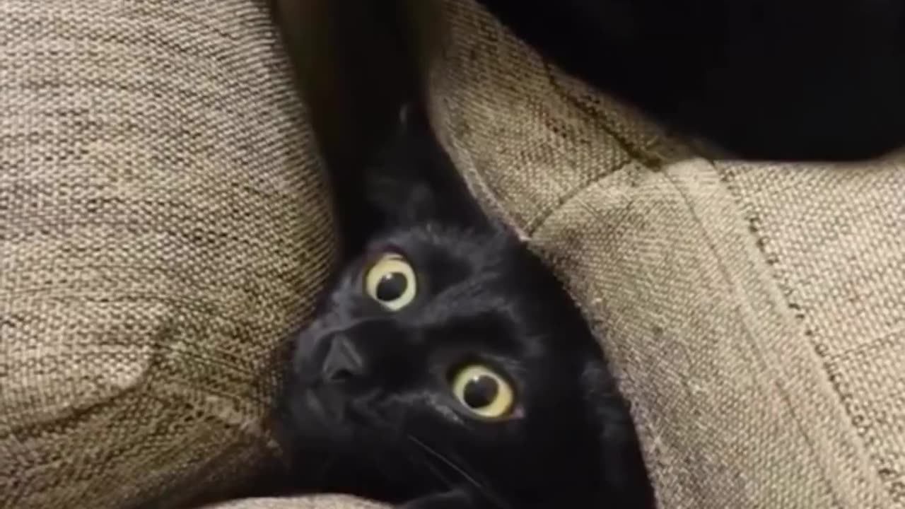 “Did I hear the word food?” 😂