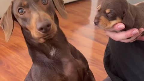 Dachshund dad meeting 'his baby' for first time is cuteness overload