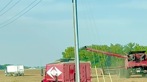 Case IH ~ Combining Beans