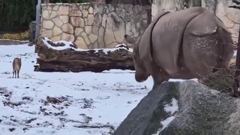 A Tiny Little Deer Take On A Nearly 2 Ton Rhino At A Polish Zoo