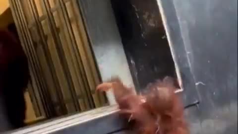 mommy’s helping hand.. 🦧