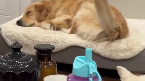 Sweet Dreams