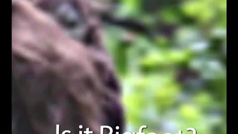 BRAKING NEWS A BABY BIGFOOT🦶 Photos Captured in New York State