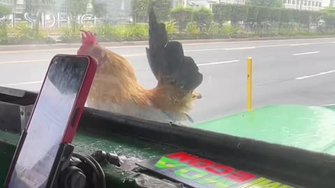 Chicken Finds New Way To Cross Road
