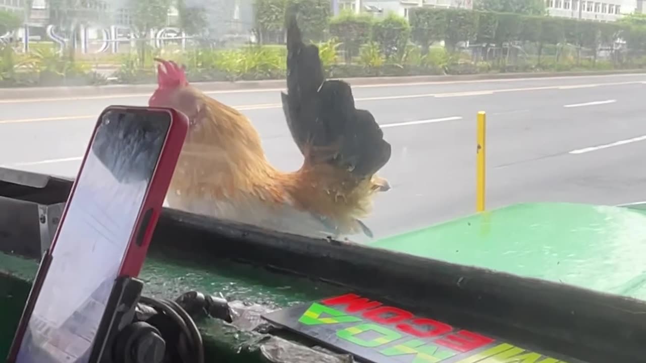 Chicken Finds New Way To Cross Road