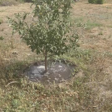 Watering the garden in the summer, remember?