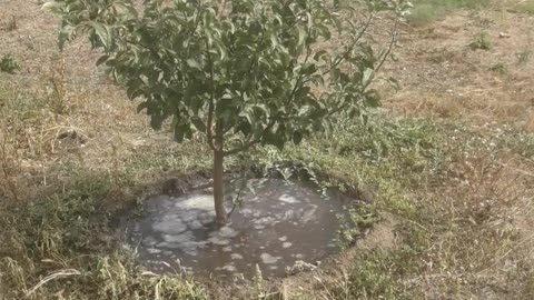 Watering the garden in the summer, remember?