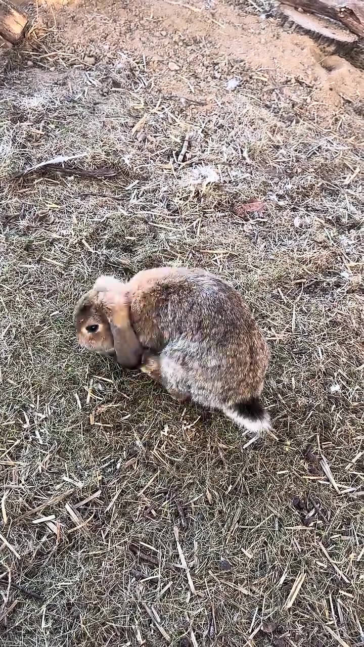 när kaninungar upptäcker världen första gången