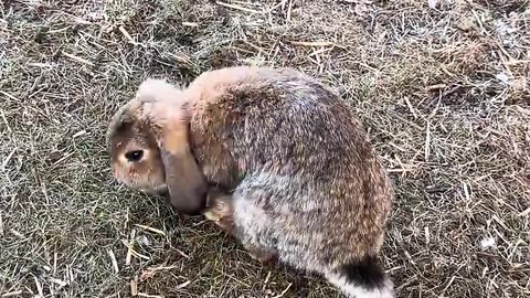 när kaninungar upptäcker världen första gången