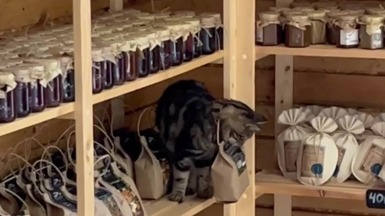 Cat Spilled the Tea Bag