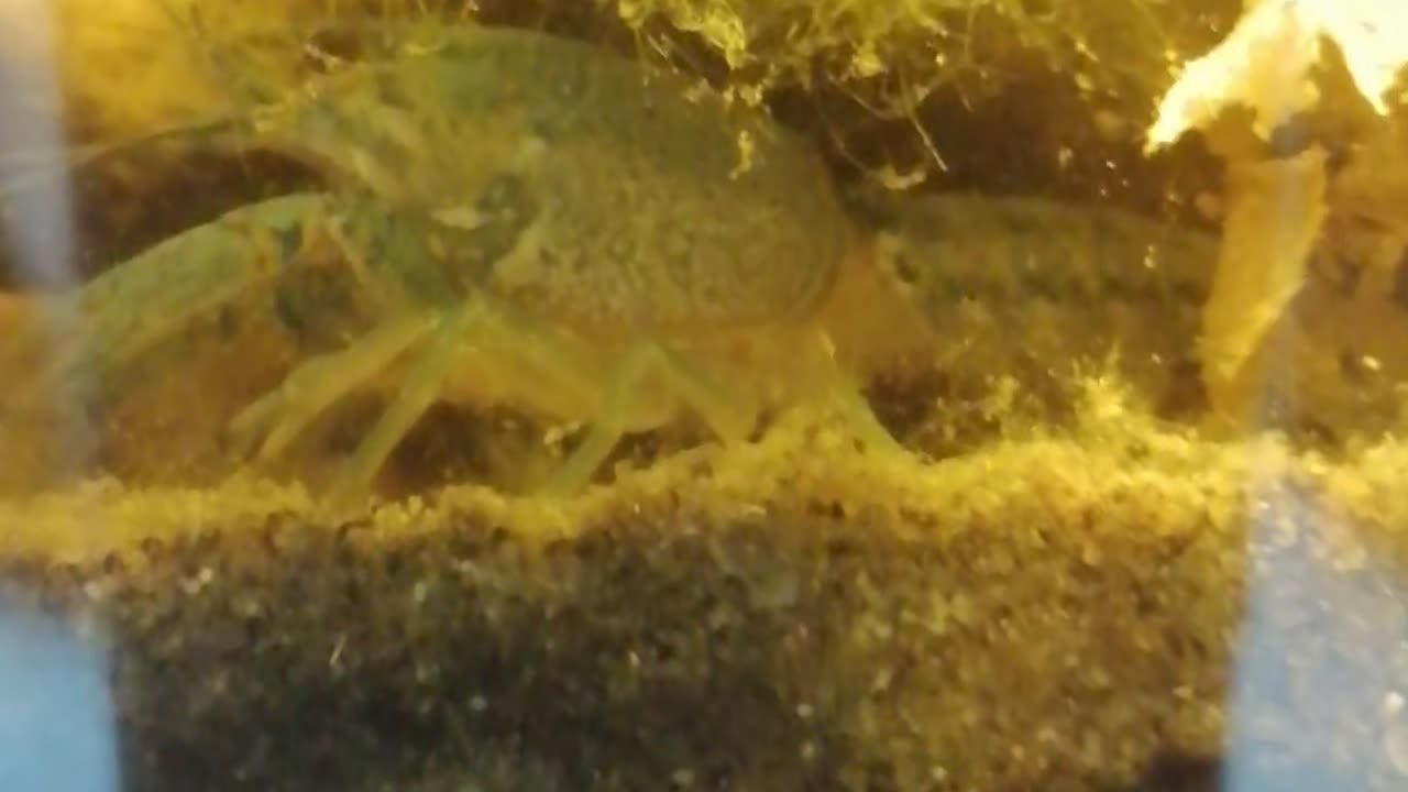 I Grew a FLORIDA CRAYFISH Empire in My Algae Aquarium!