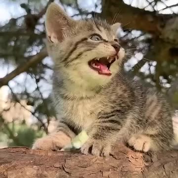 Mau Mau -- billi -- billi ki awaaz #cat #funny #sound #billi #billi #voice billi voice