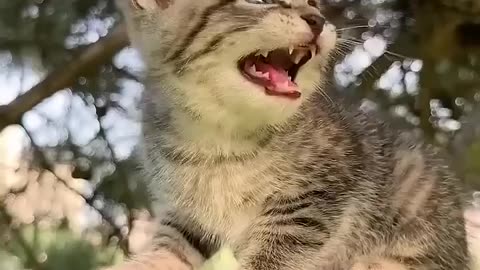 Mau Mau -- billi -- billi ki awaaz #cat #funny #sound #billi #billi #voice billi voice