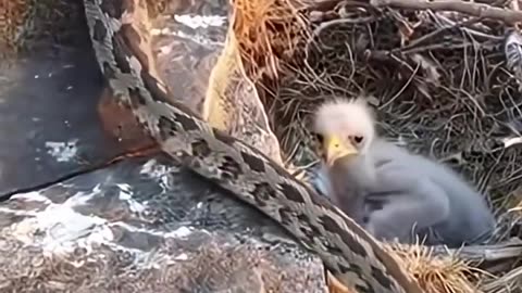 The end of the snake in the bird's nest