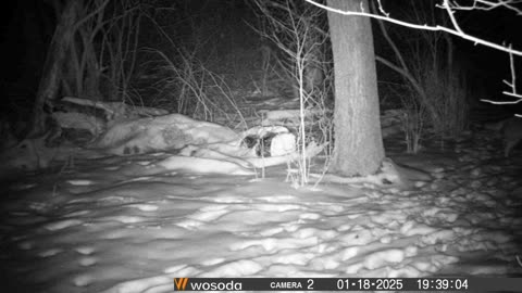 Coyote caught on game camera