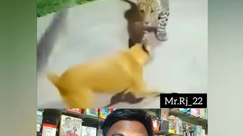Sher ki Mausi Agayi#short#funny