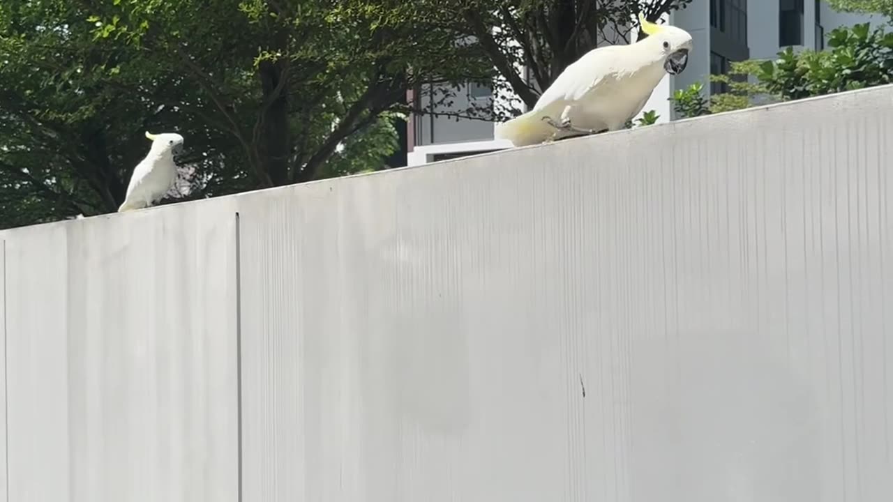 Parrot Suddenly Jumps Away From Bowl
