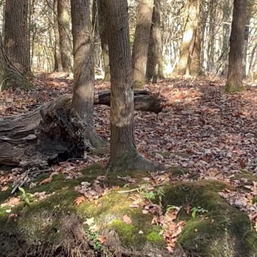 Sun Reflection off the River