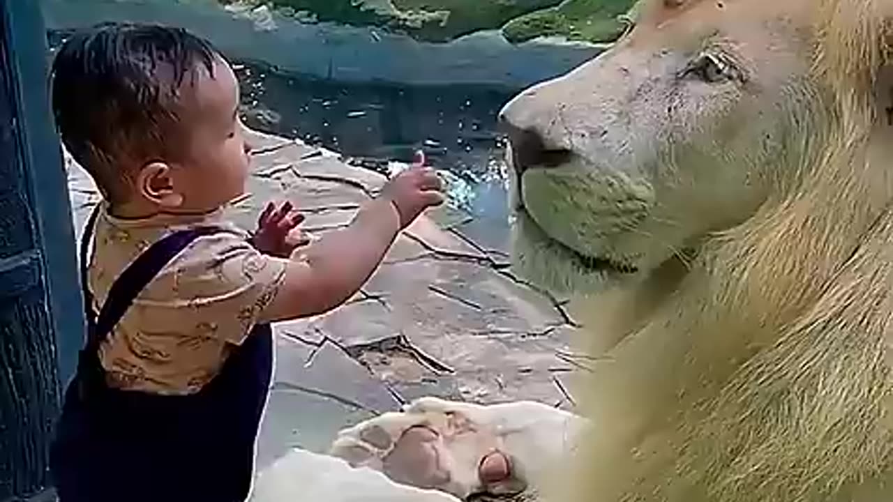 "Kids Play with Lion: Heartwarming and Thrilling Moments Captured on Video"