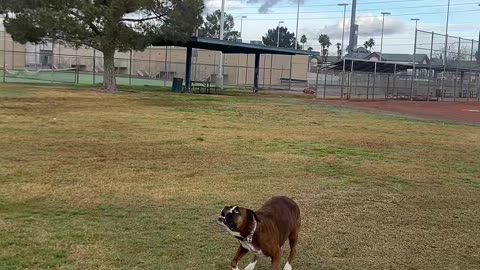 Boxer Dog Bops Ball With Nose