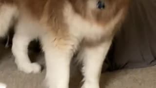 Dog's Comedy Videos 🤣 so cute videos and puppies comedy scenes 🤣 so cute 🥰