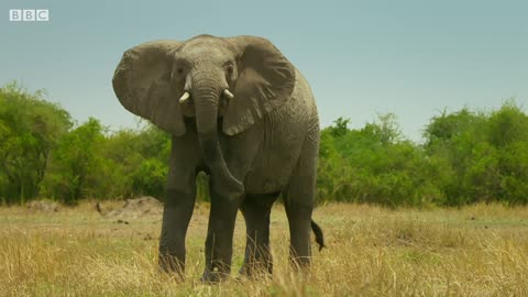Tembo The Elephant Is Accepted by New Herd