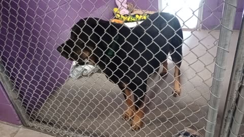 Toby 5y Pet Id 904412 kennel 26 HSSAZ shelter I know he can get mad but mostly he's loving2025103156