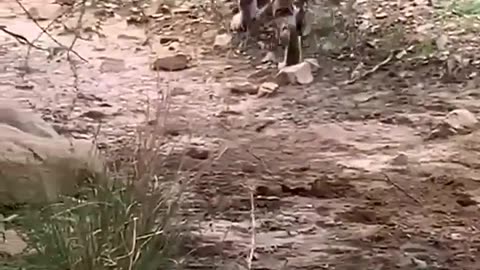 Tiger killed dog at zone 2 Ranthambore National Park,Tiger attack dog #Shorts #bigcat #tiger #yt