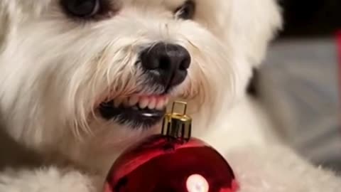 🐶🎄🔒 My Dog Is Silently Defending the Christmas Ornaments… This Is TOO FUNNY 😂✨