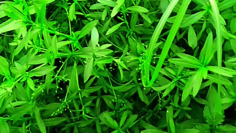 #bolk video vairalvideo