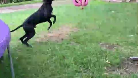 This kid and the neighbors dog Todd
