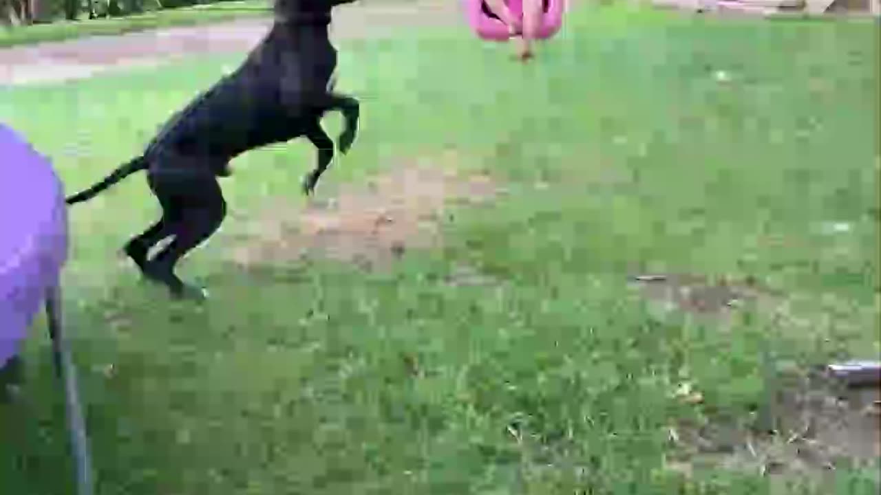 This kid and the neighbors dog Todd