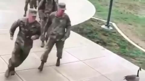 Canada Geese our national protection system 😂