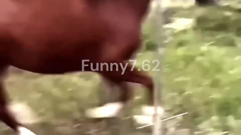 Custom Horse Hoof Rescue! 🐴✨ #animals #rescue #horses #shortsvideos