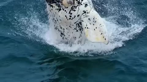 Southern right whale breach 🚀👻💦🐋🥶