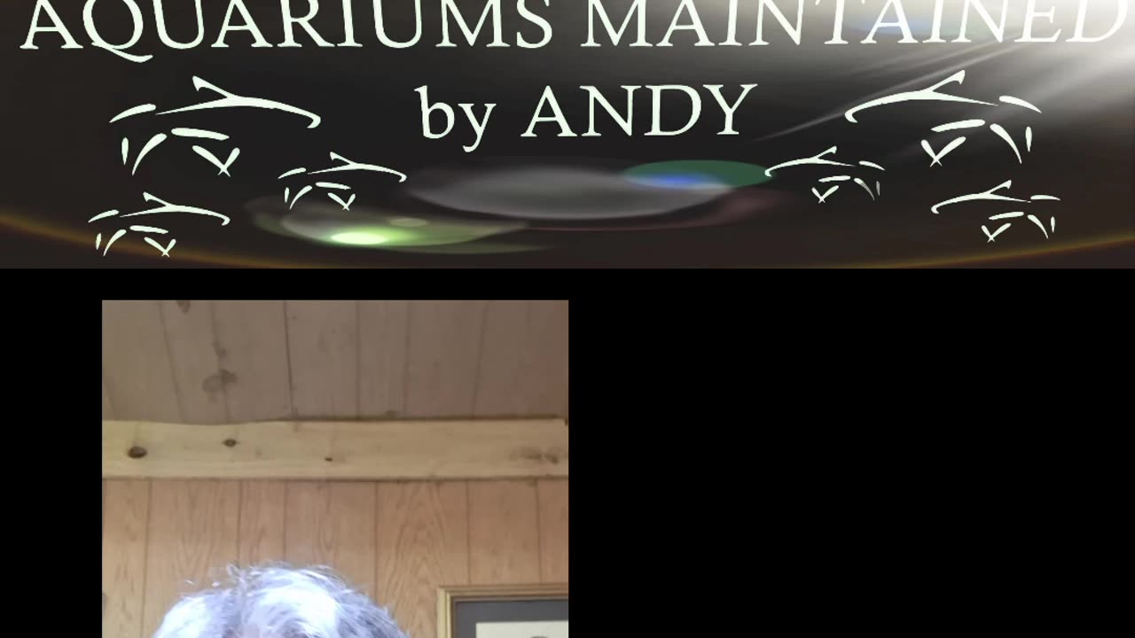 Day 16 of the peppermint shrimp grow out attempt.